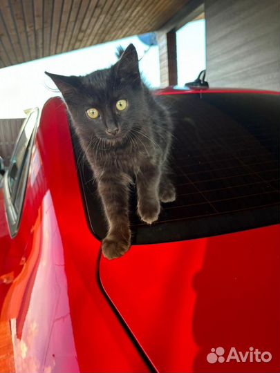 Котенок а добрые руки