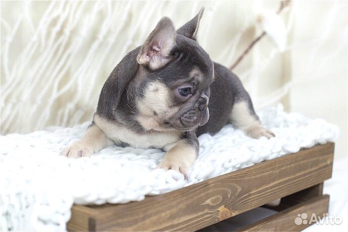 Подпалая куколка