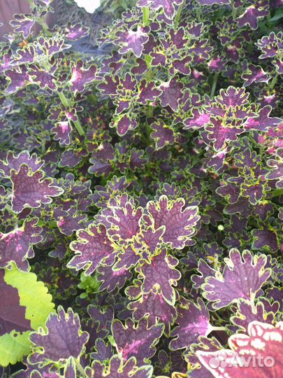 Колеусы вегетативные