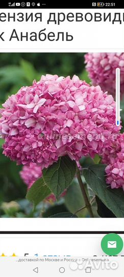 Гортензия крупнолистная бесконечное лето