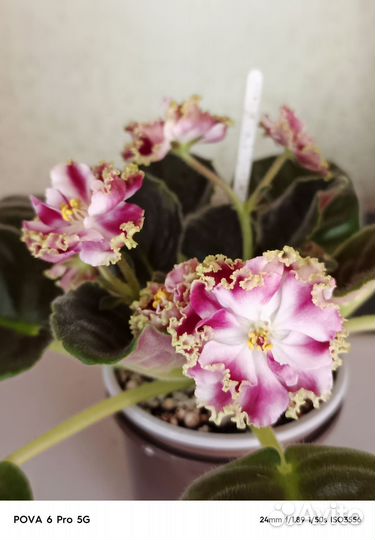 Комнатные домашние растения