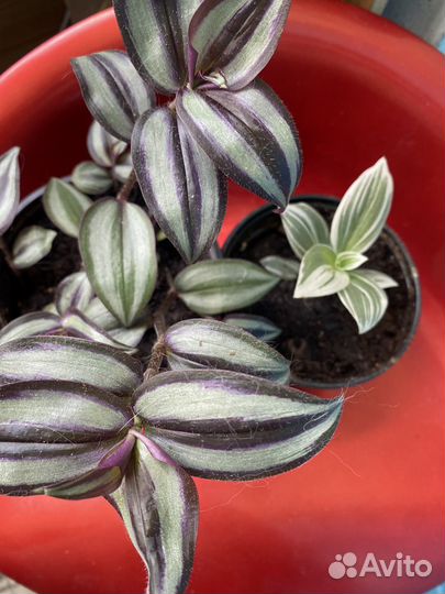 Традесканция альба зебрина квадриколор