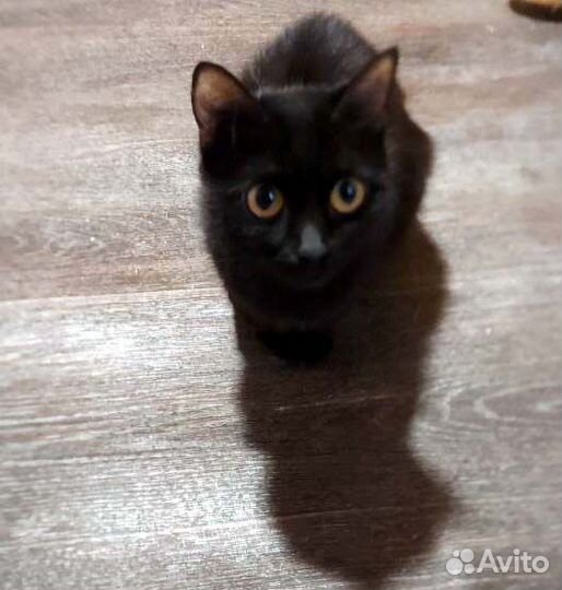 Котята ждут хозяев