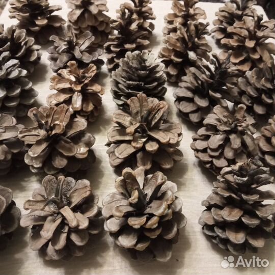 Шишка для творчества поделок