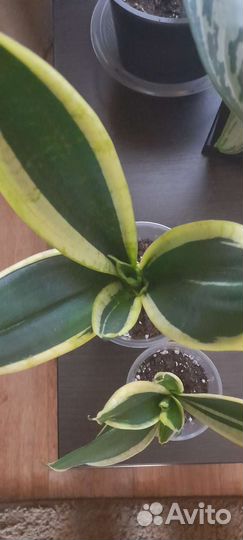 Сансевиерии