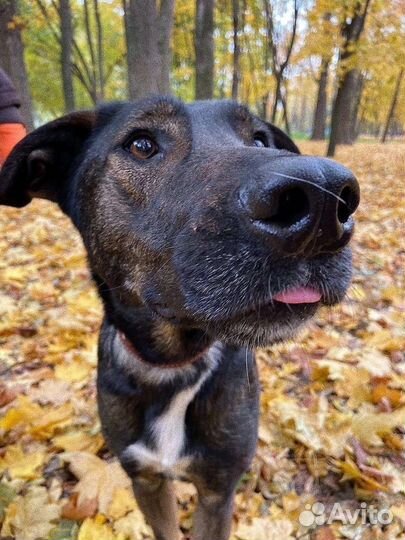 Собака из приюта в добрые руки