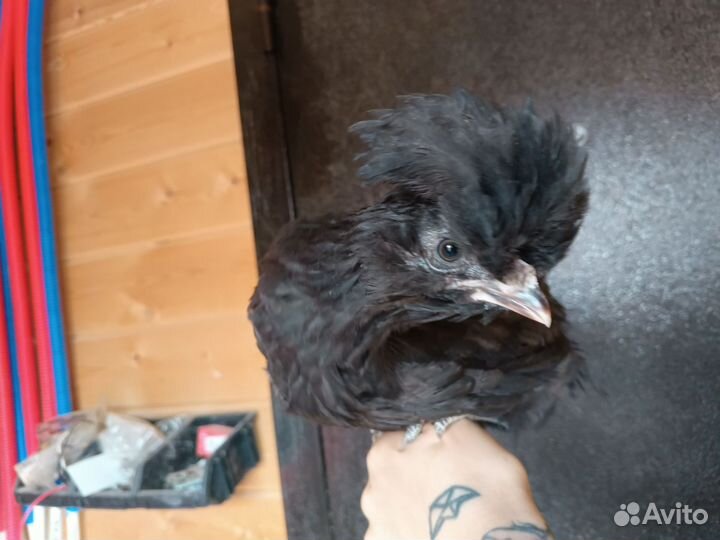 Домашние цыплята