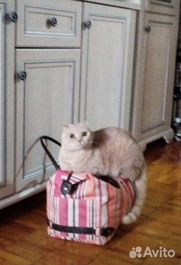 Отдам кота в добрые руки