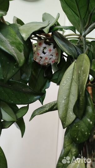 Комнатные домашние растения