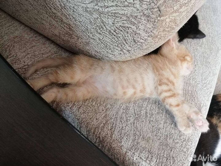 Кошка в дар