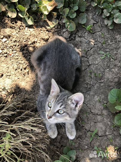 Кошечка в добрые руки