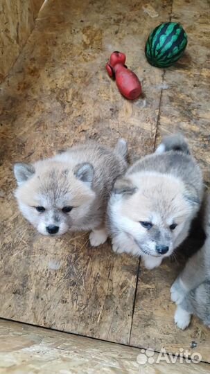 Щенки акита-ину