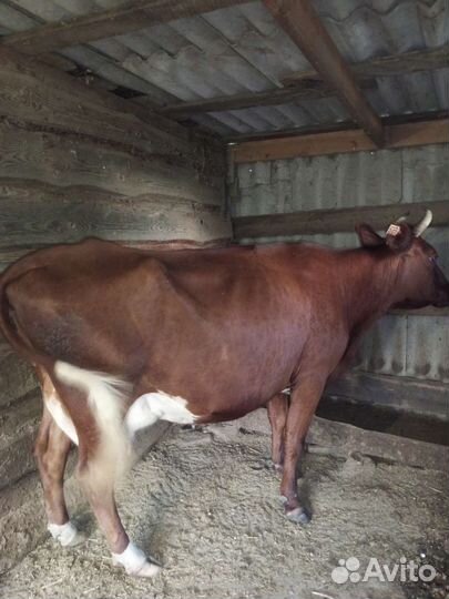 Корова молочная
