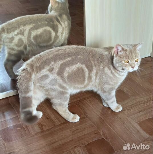 Шотландец вязка