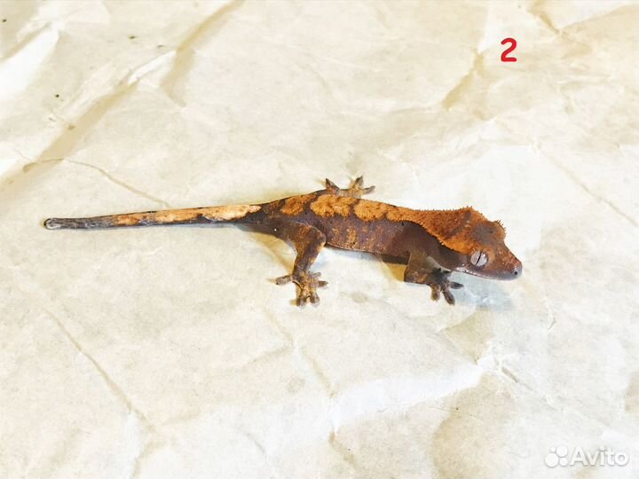 Реснитчатый геккон бананоед
