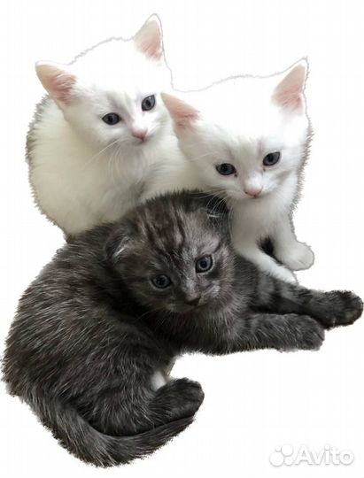 Котята в добрые руки