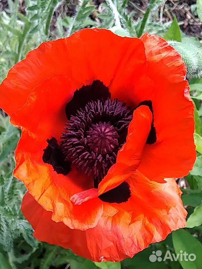 Игра тараканы