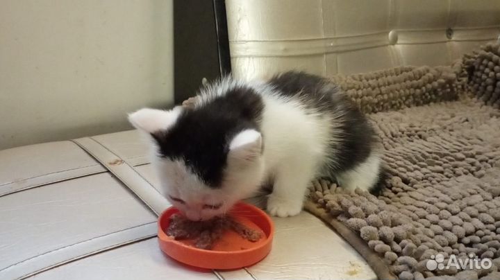 Персидские котята в дар