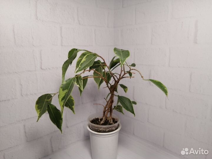 Комнатные растения аихризон, фикус, хлорофитум