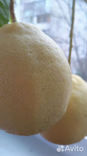 Лимонные деревца