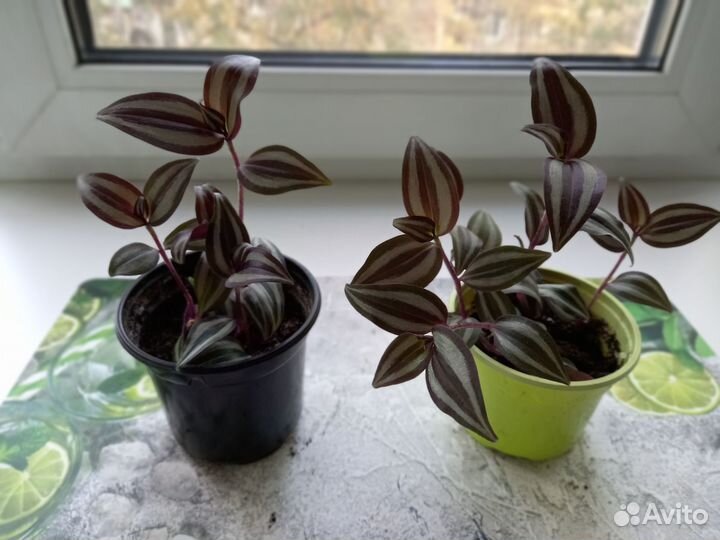 Традесканция