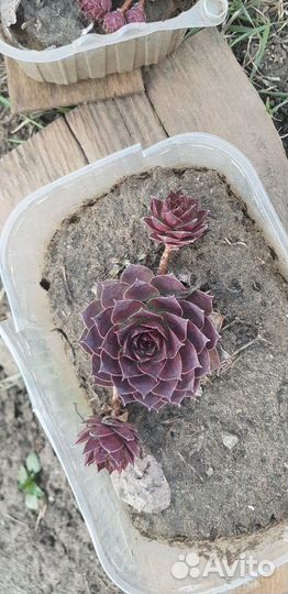 Каменная роза (молодило)