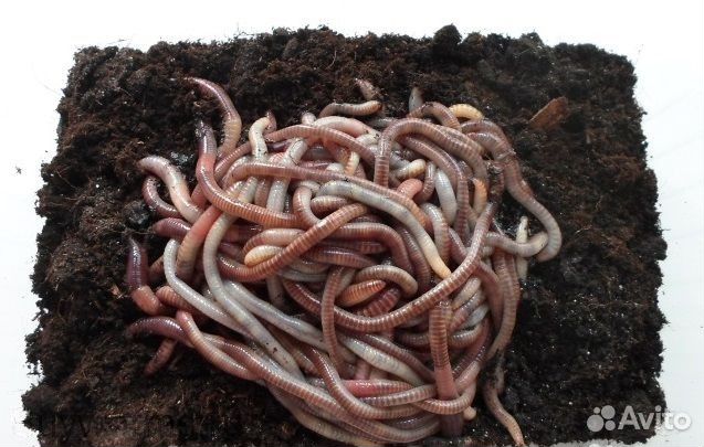 Черви Дендробена