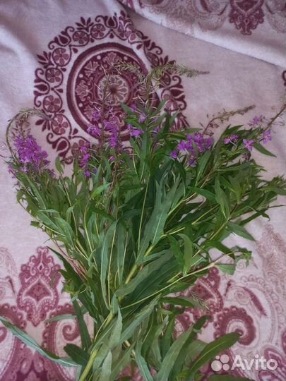 Иван чай свежий