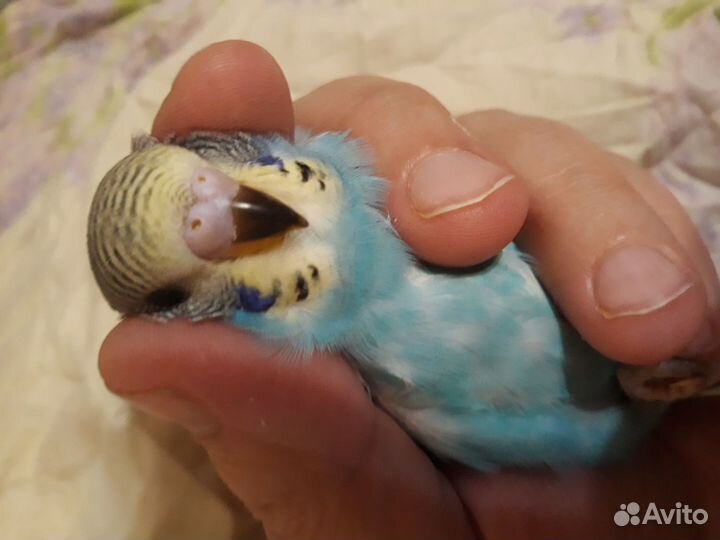 Попугай волнистик(девочки)