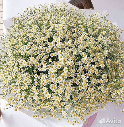 Букеты. Доставка ромашек