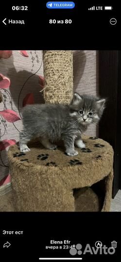 Котята мейн-кун