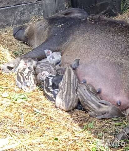 Венгерская мангалица