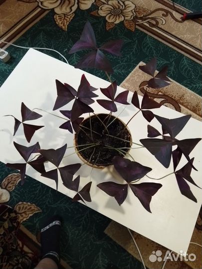 Кислица фиолетовая