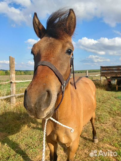 Вятские кобылы