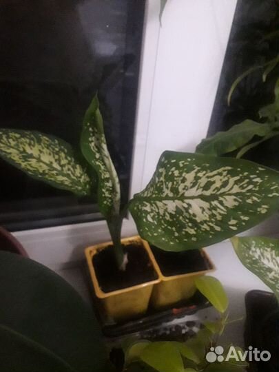 Диффенбахия