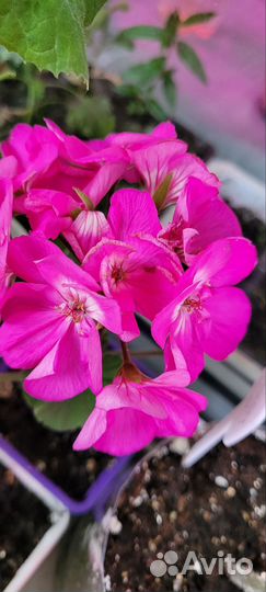 Пеларгония герань