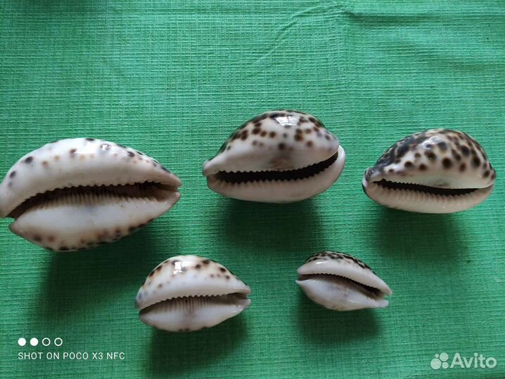 Ракушка каури