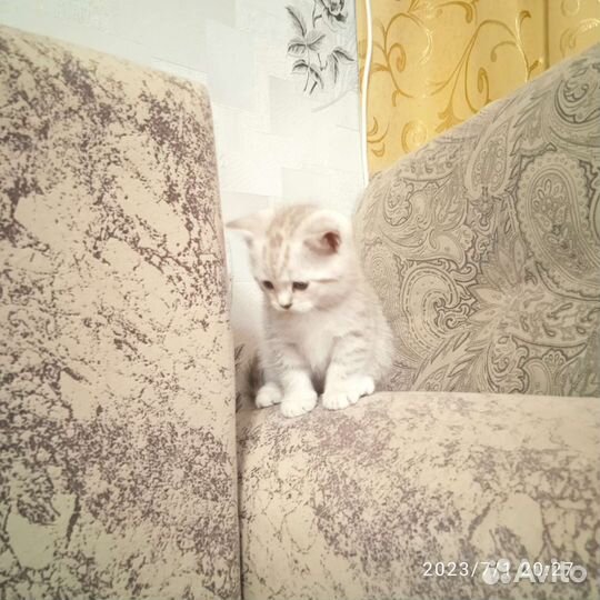 Шотландская