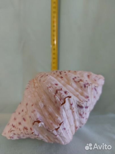 Ракушка морская большая