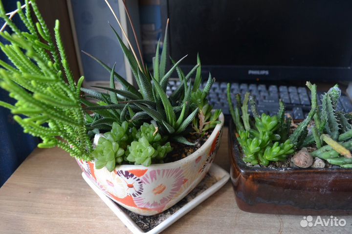 Хавортии обтуза,жемчужная, гастерии, седум Бурито