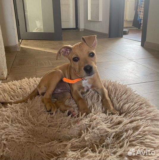 Щенок в добрые руки