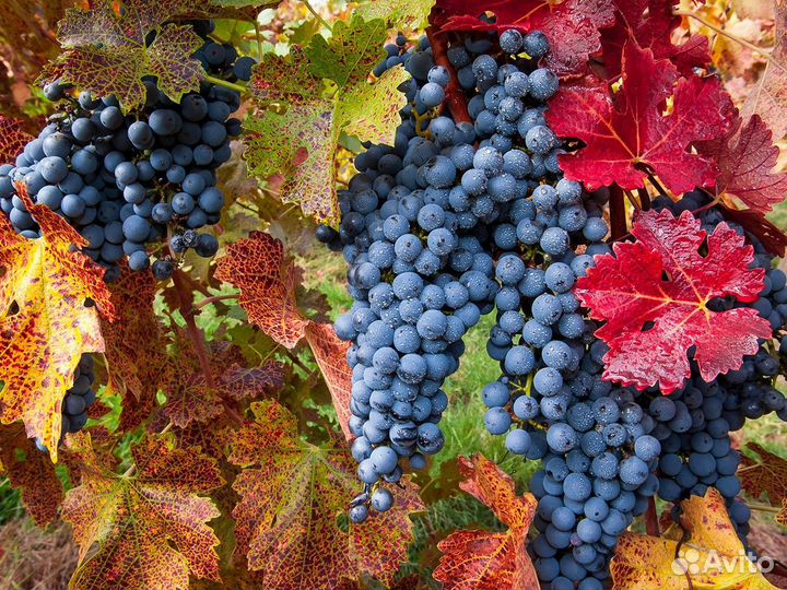 Виноград технический