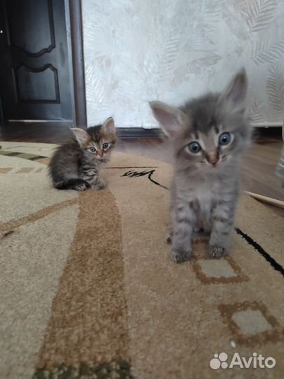Котята в добрые руки бесплатно