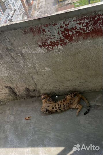 Бенгальский кот вязка