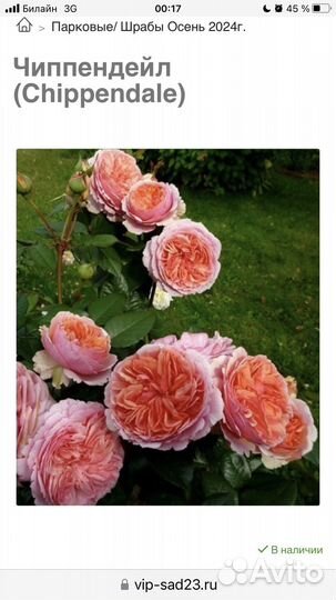 Роза Чип н дейл