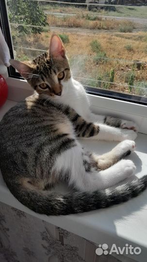 Молодой котик ищет семью