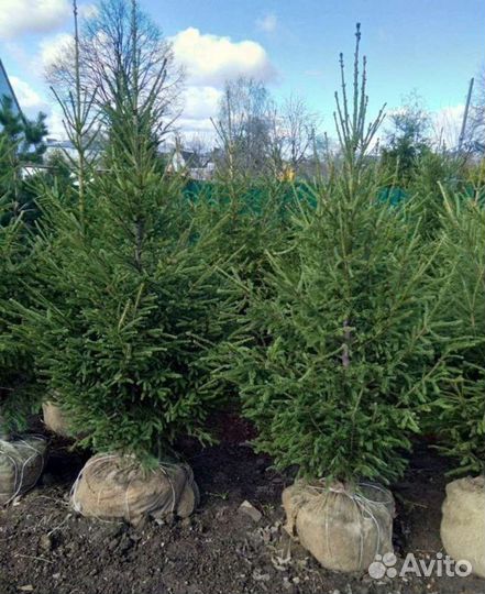 Ель,пихта,кедр,сосна Саженцы