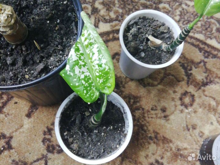 Диффенбахия