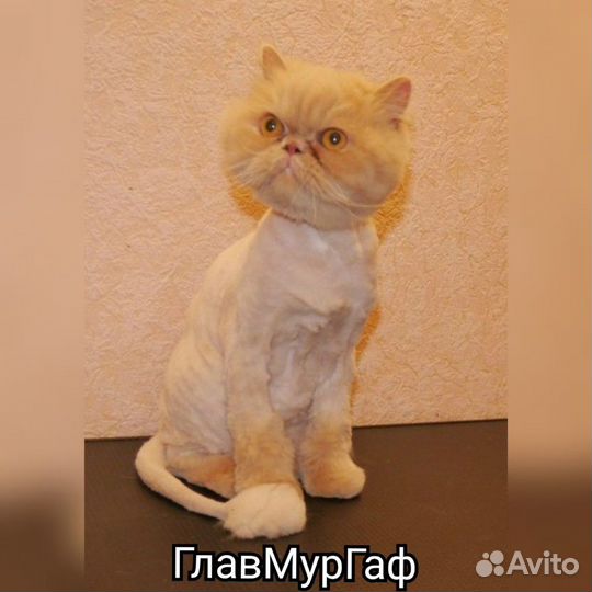 Стрижка кошки кота за 15 мин. Вычëсывание