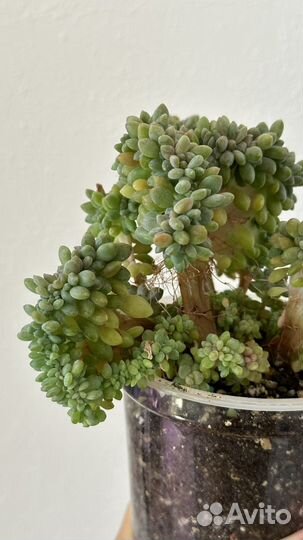 Седум Буррито